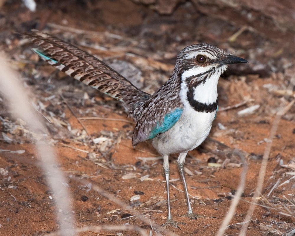 Uratelornis Chimaera