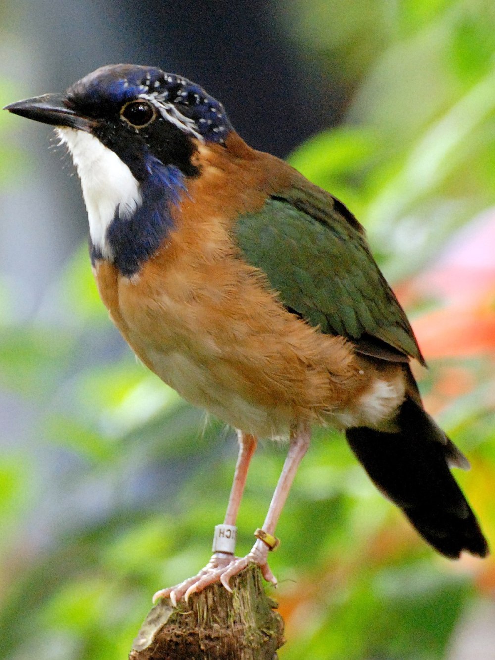Atelornis pittoides