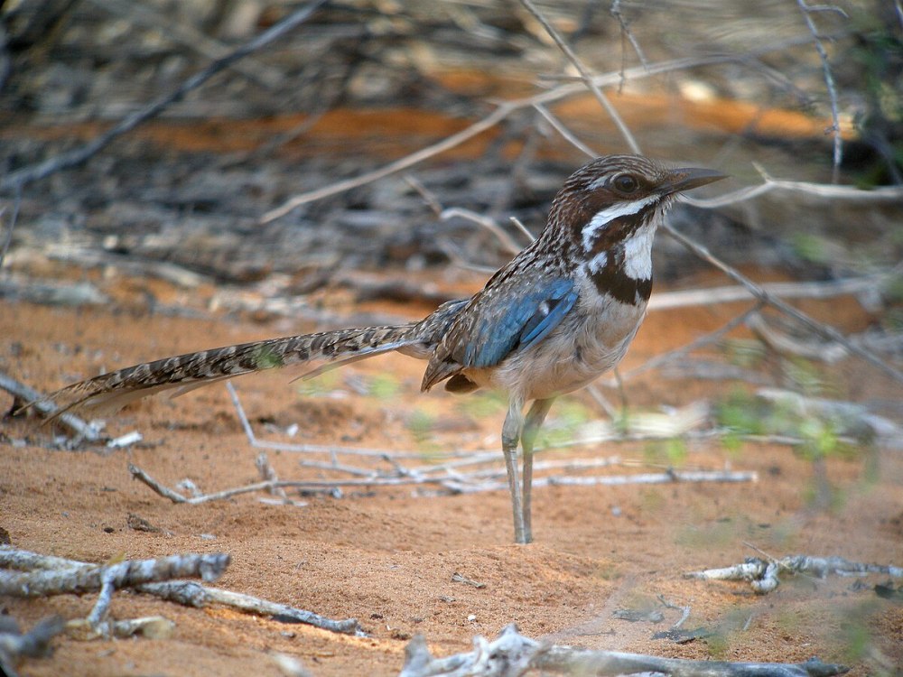 Uratelornis Chimaera