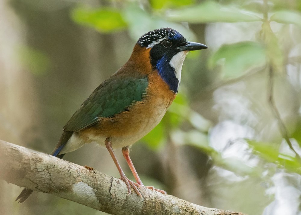 Atelornis pittoides