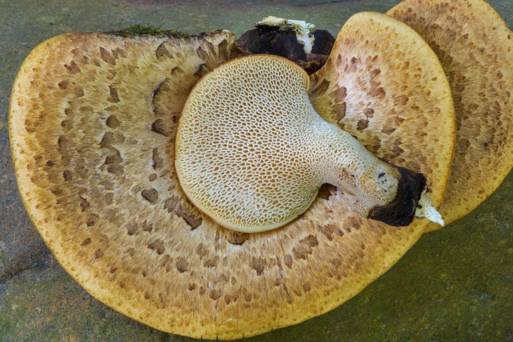 Cerioporus squamosus