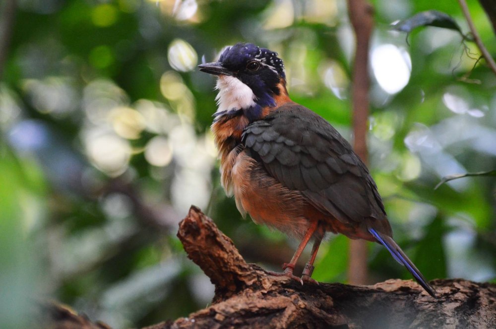 Atelornis crossleyi