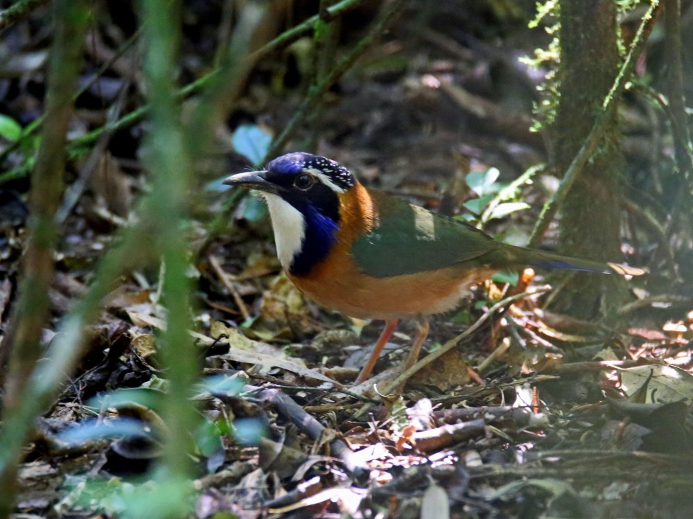 Atelornis pittoides