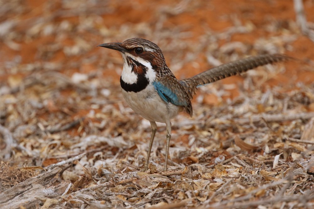 Uratelornis Chimaera