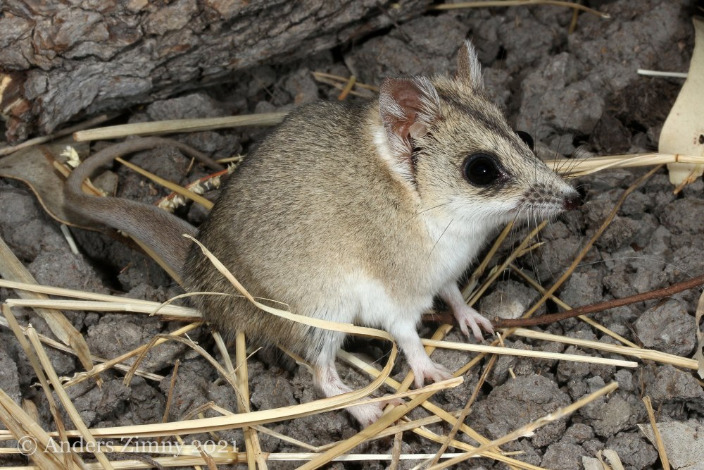 Sminthopsis aitkeni