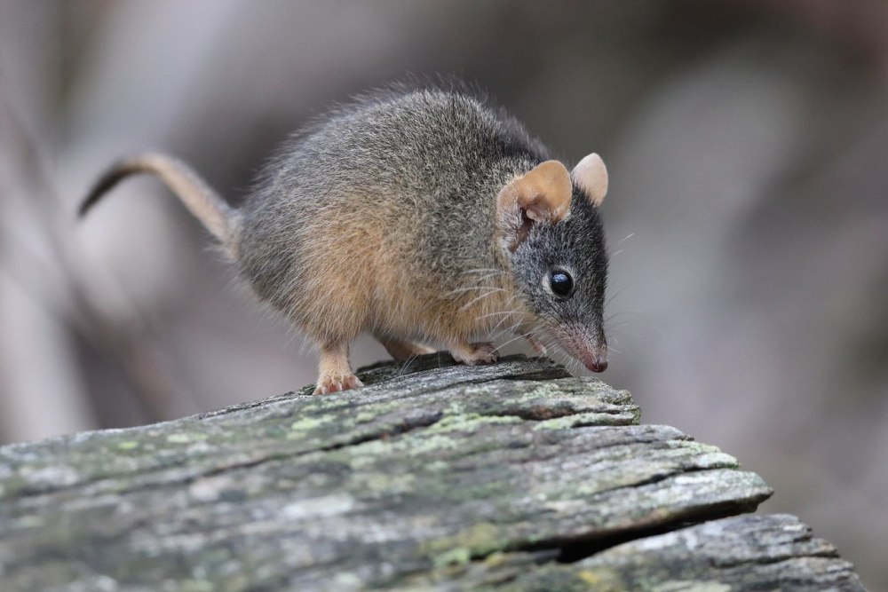 Antechinus Agilis