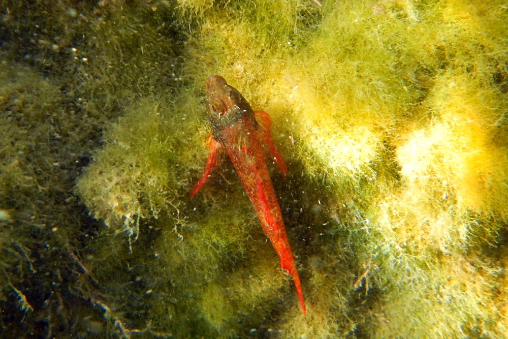 Tripterygion tripteronotus