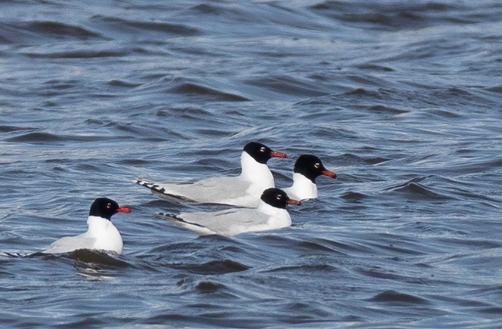 Larus melanocephalus