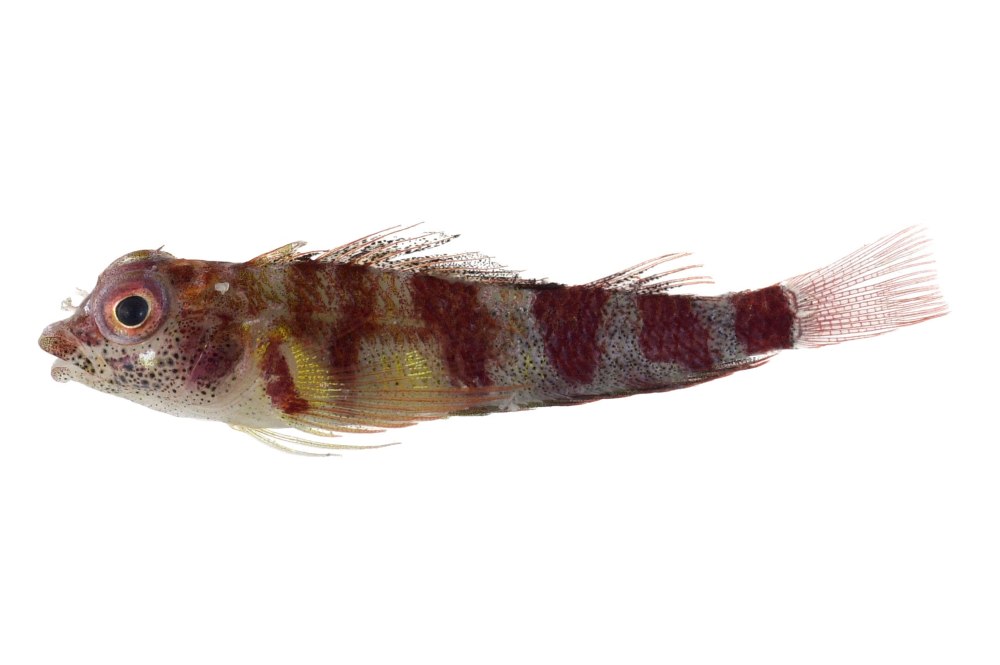 Serranus tortugarum