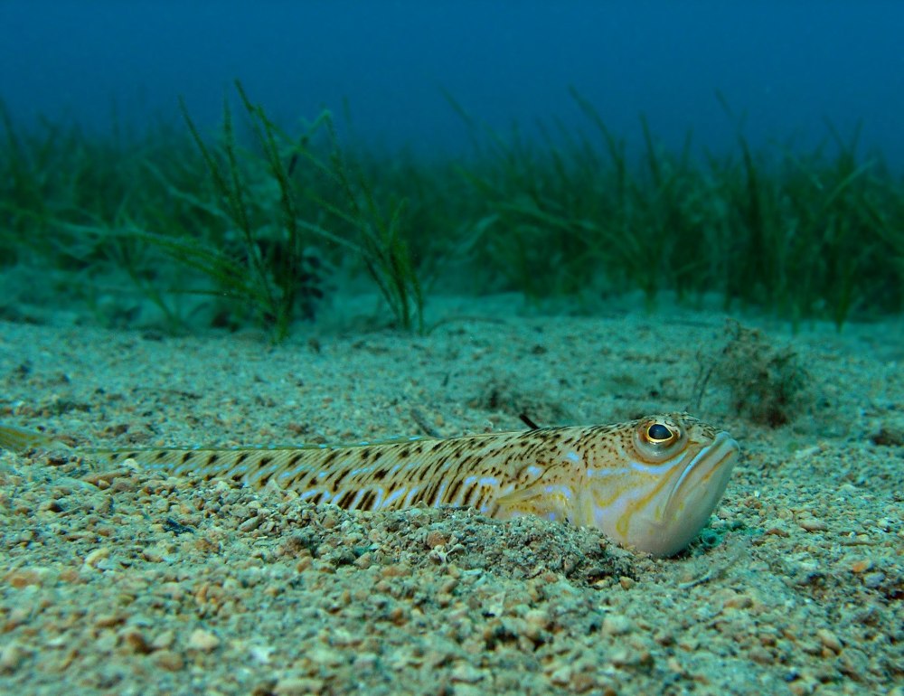 Морской дракончик в черном море