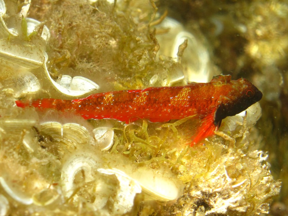Tripterygion tripteronotus