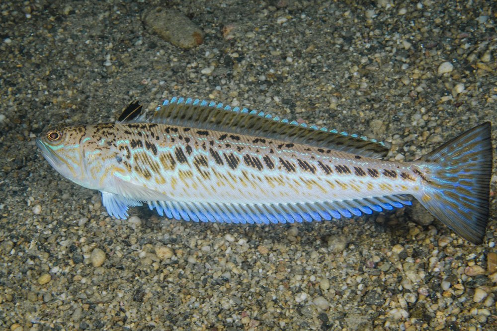 Морской дракон рыба черного моря