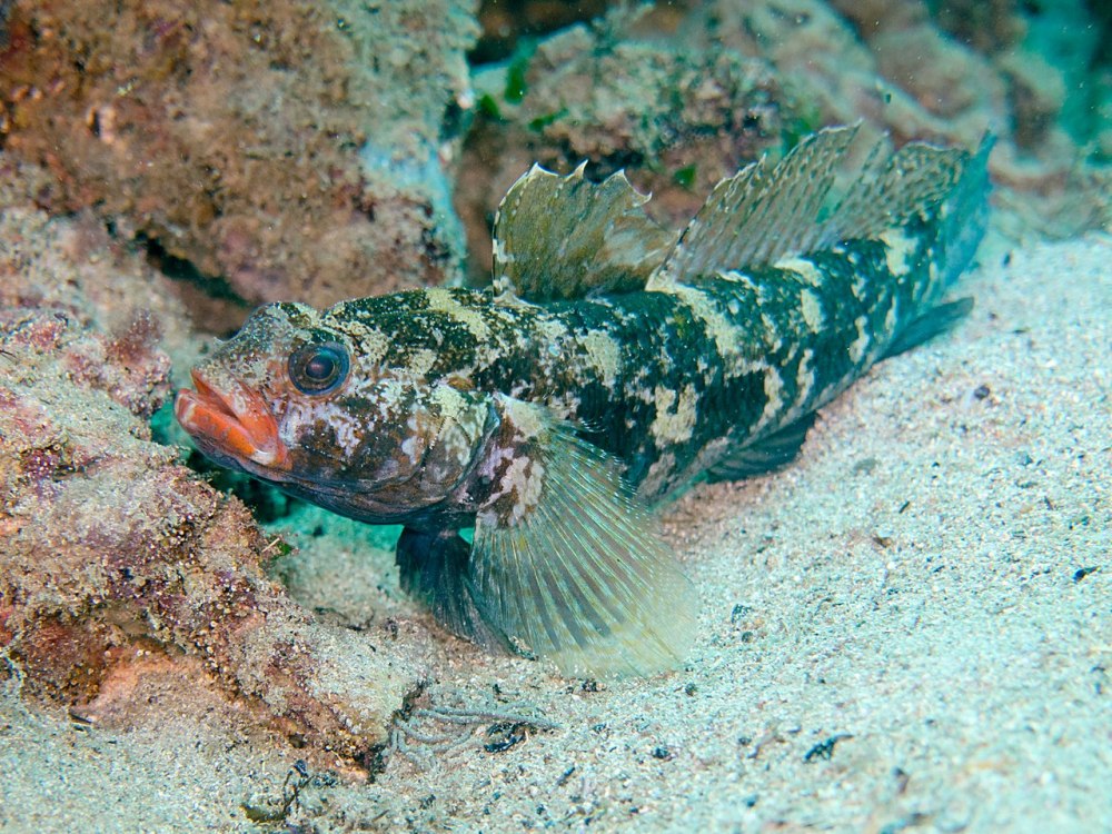 Морской бычок черное море