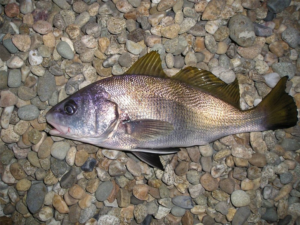 Морской горбыль Черноморский