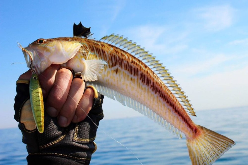 Морской дракончик Черноморский