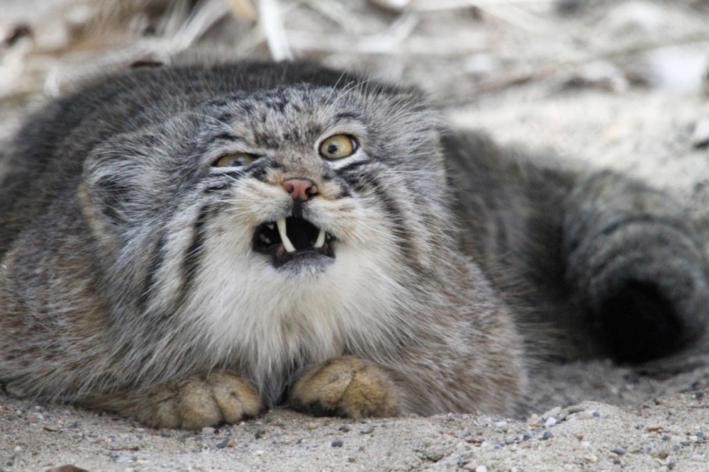 Кот Манул