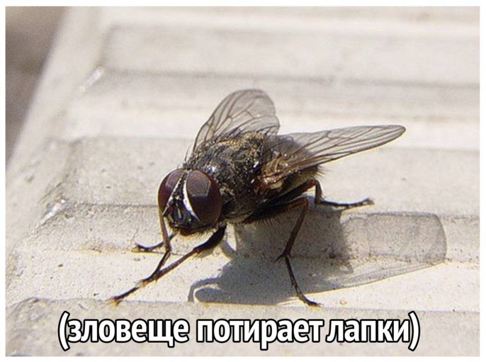 Муха Трет лапы