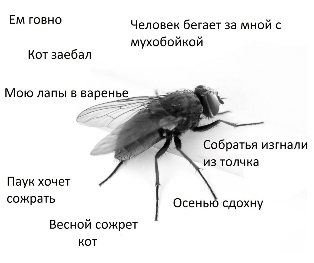 Муха прилетела