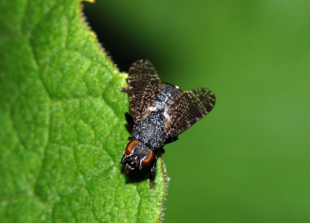 Platystoma Canum