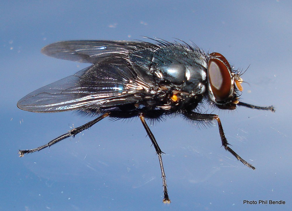 Melanophora roralis Муха