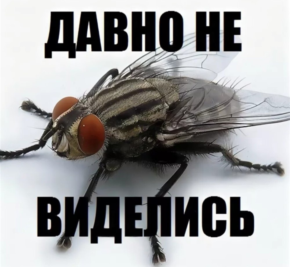 Смешные шутки про муху