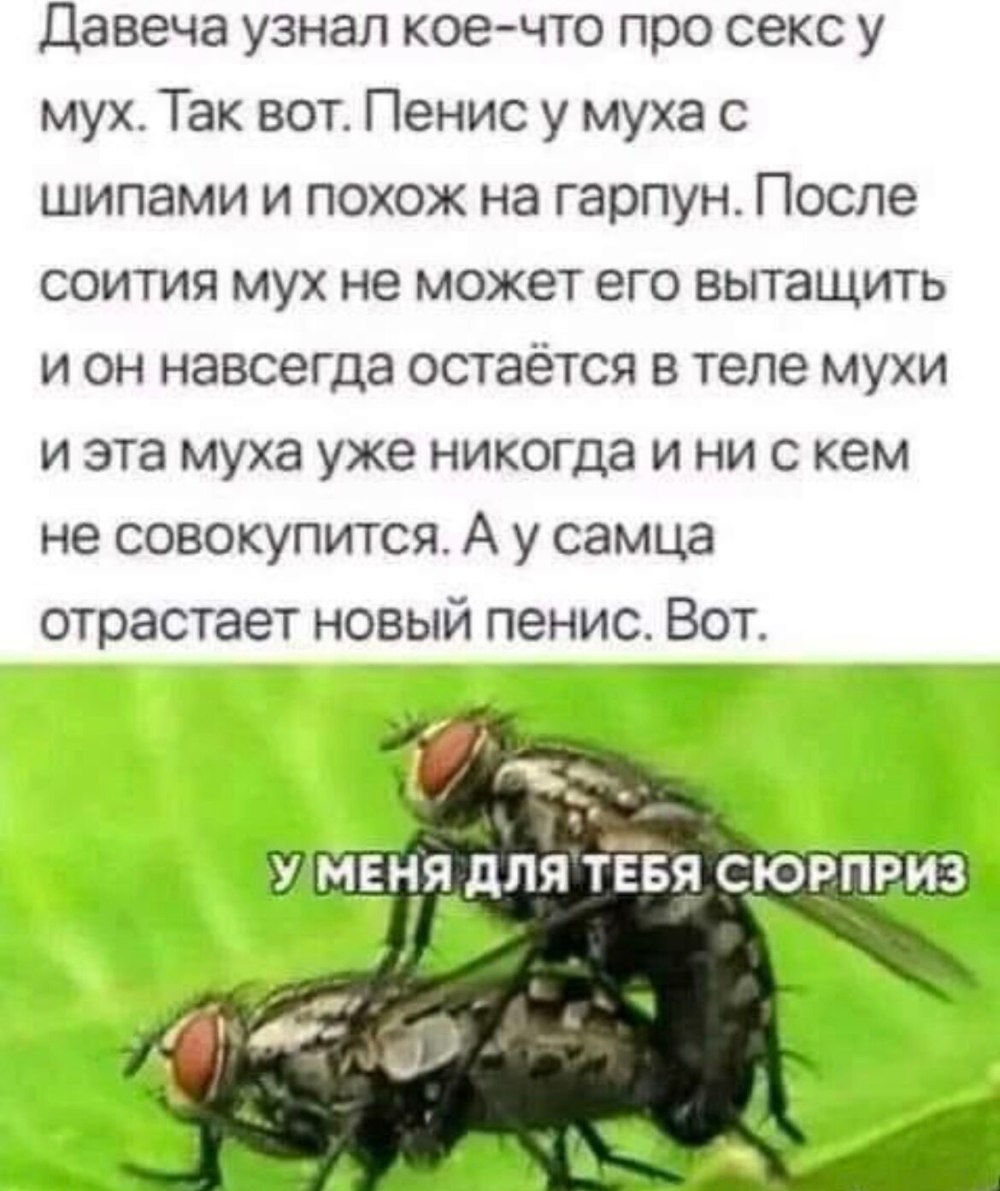 Анекдот про муху