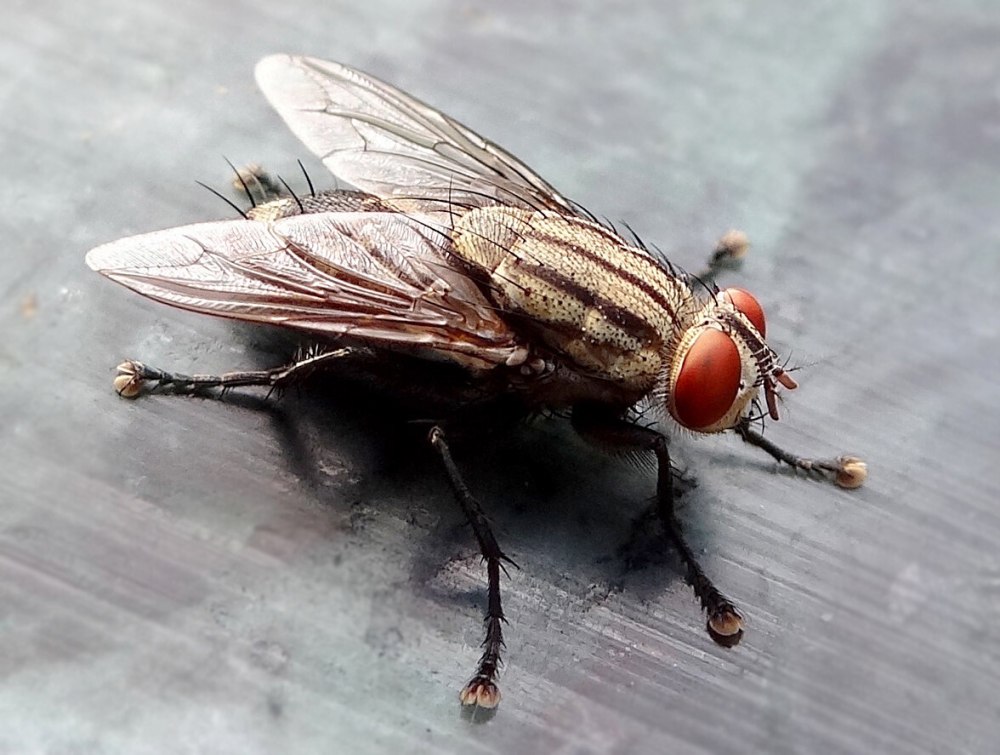 Муха (Musca domestica domestica)