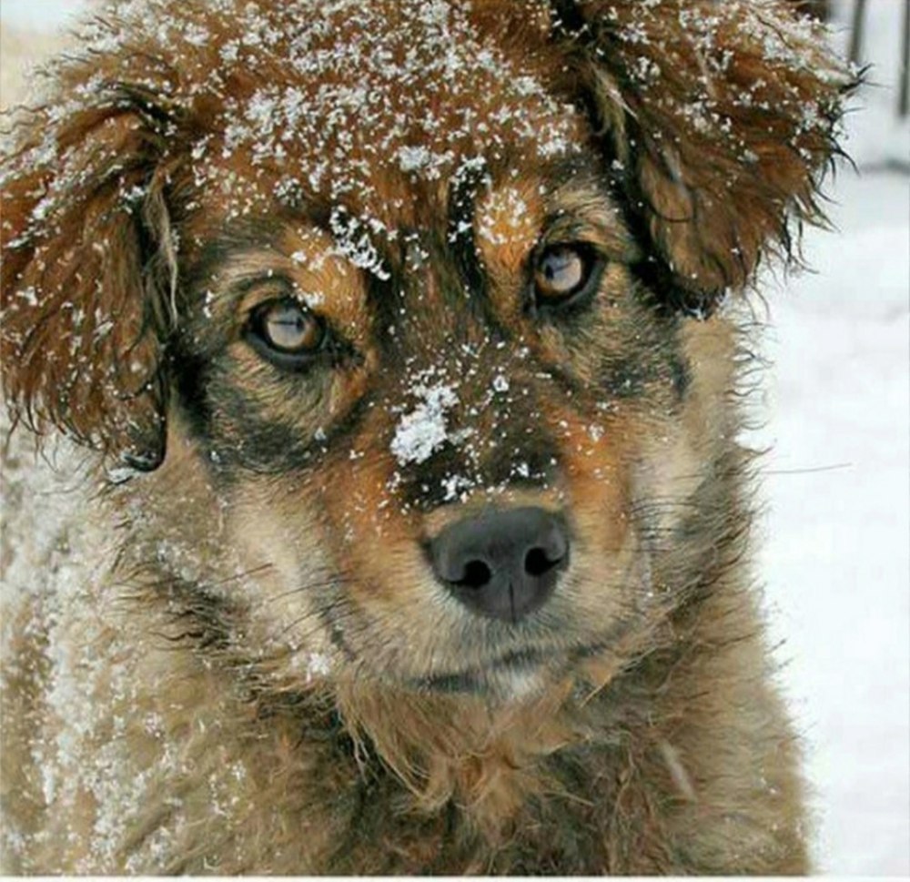 Бездомные животные зимой