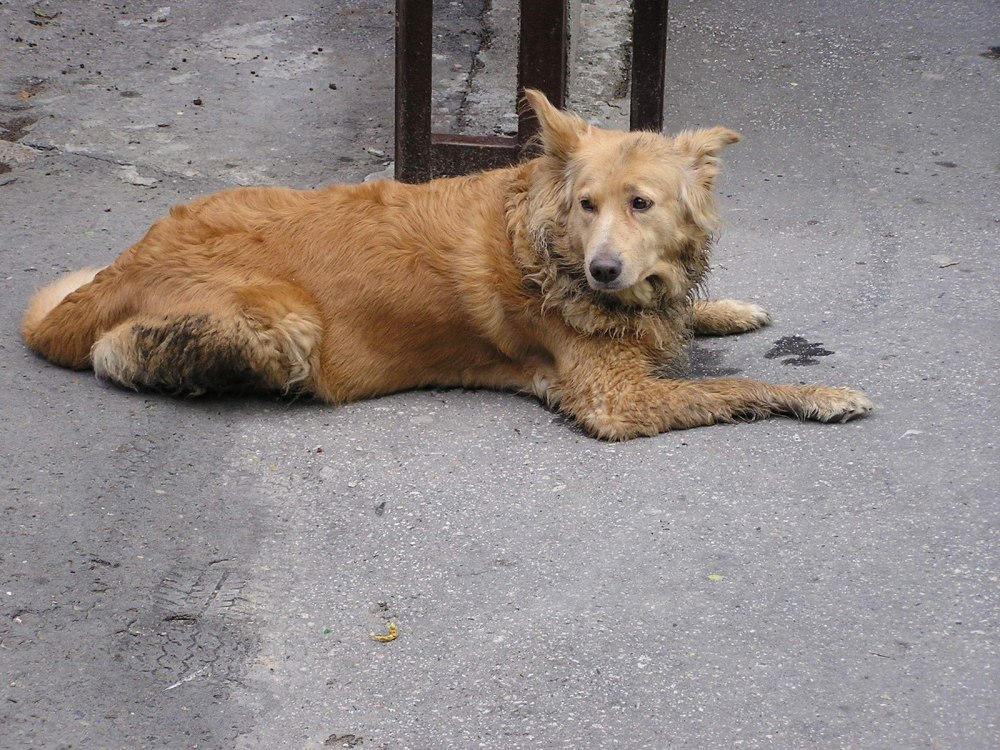 Уличные собаки