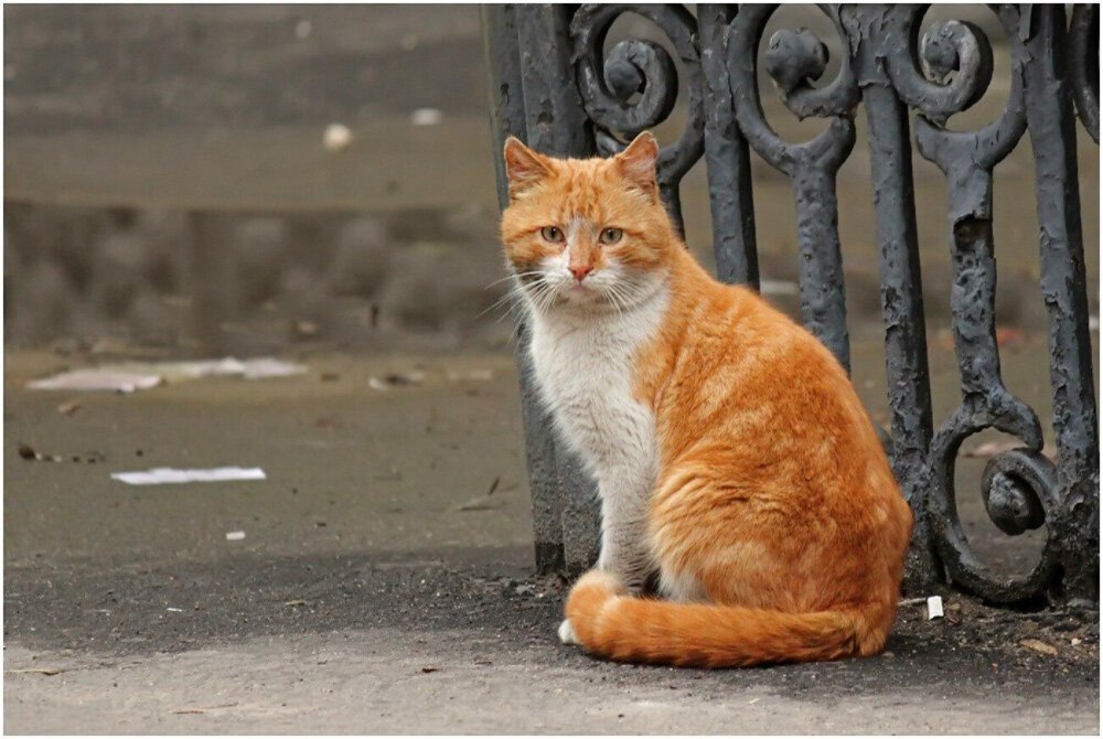 Дворовый кот