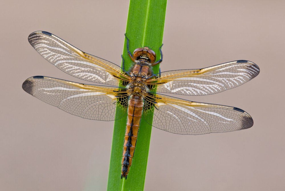 Стрекоза рыжая (Libellula fulva)