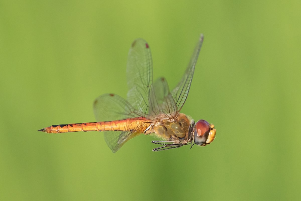 Стрекоза Pantala flavescens