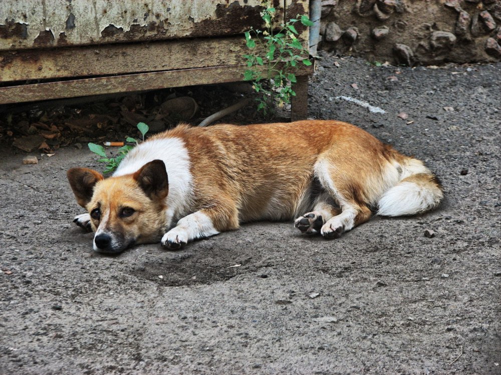 Собака дворняжка
