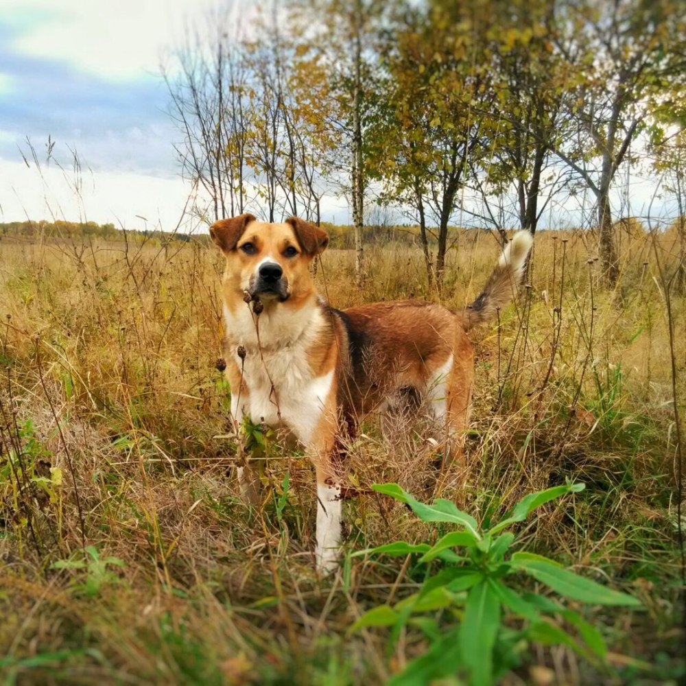 Дворняжка белая с рыжими пятнами