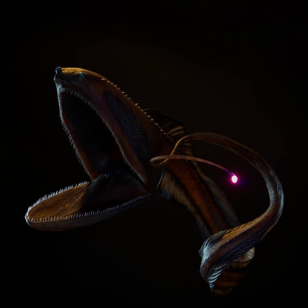 Мешкорот (Saccopharynx ampullaceus)