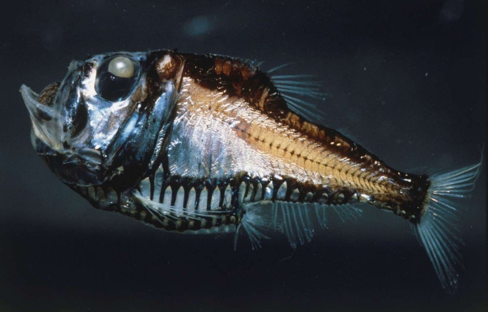 Рыба-топорик (Sternoptychidae)