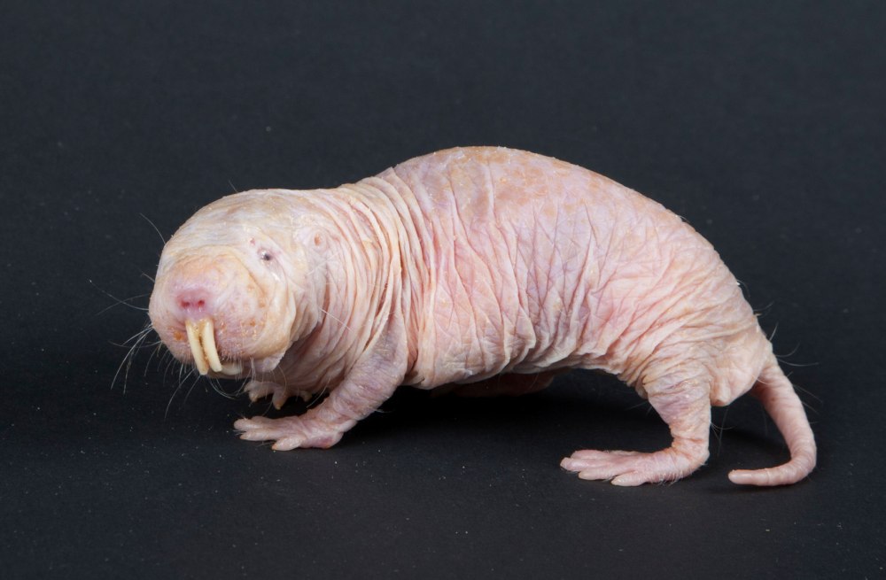 Голый землекоп (Heterocephalus Glaber)