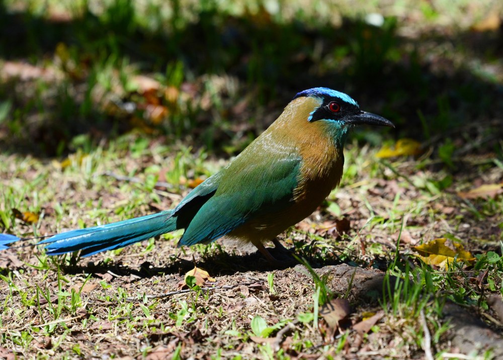 Whooping Motmot