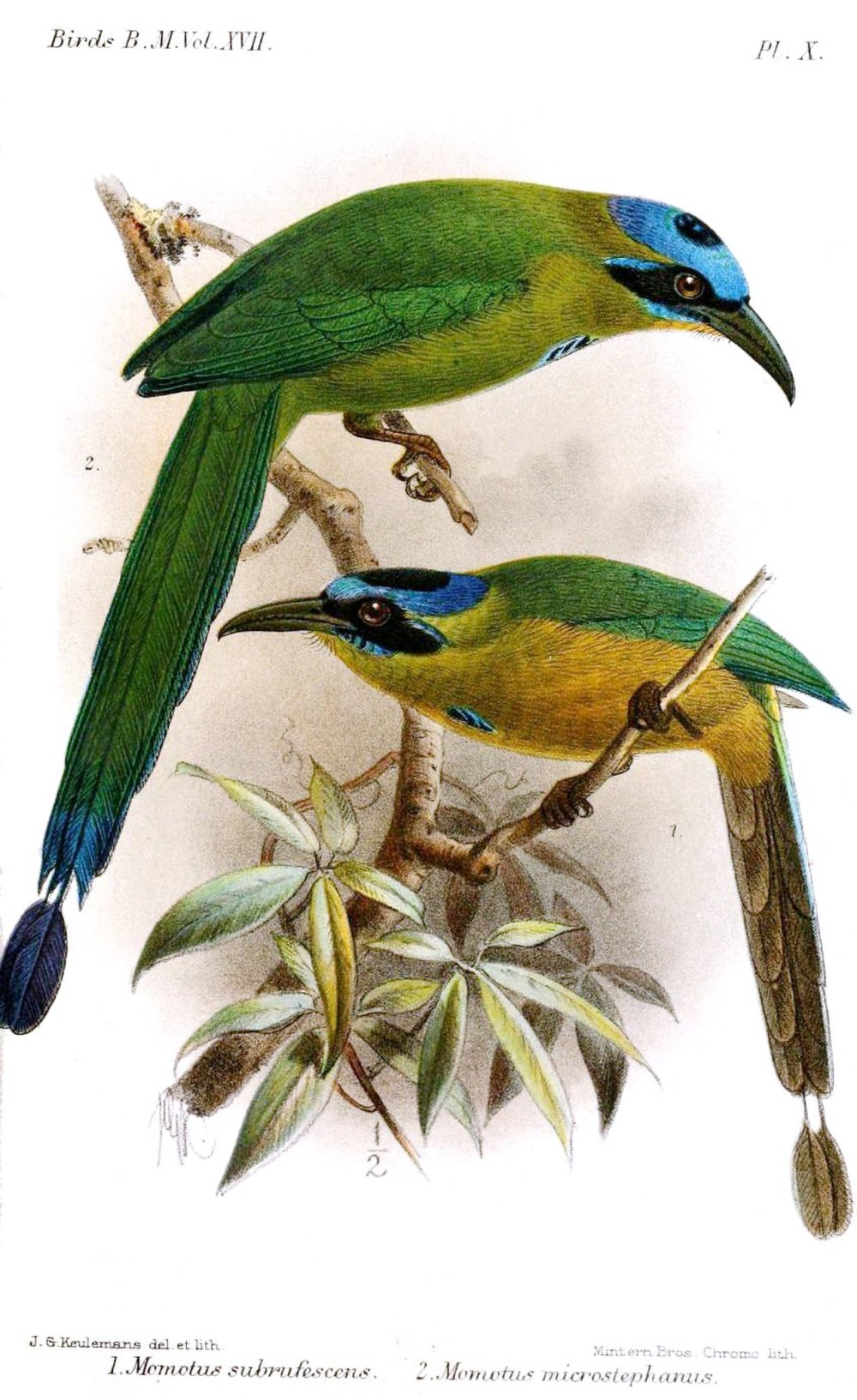 Momotus Subrufescens
