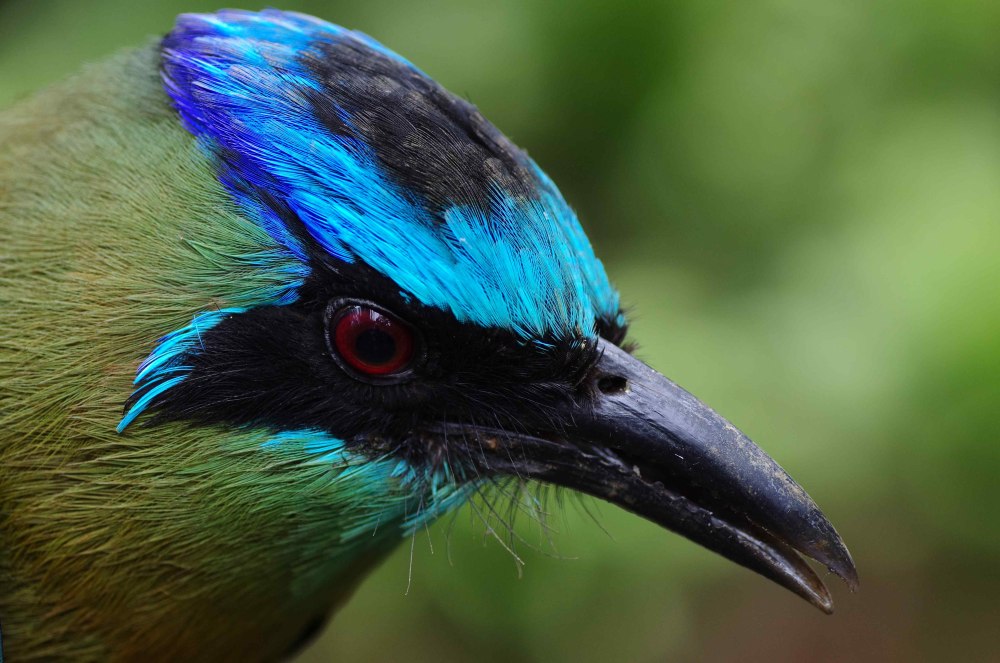 Belizean Blue