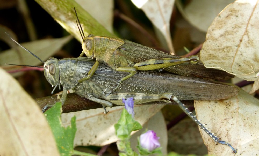 Anacridium aegyptium
