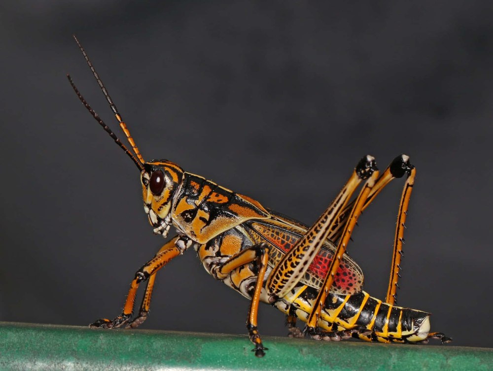 Eastern Lubber Grasshopper