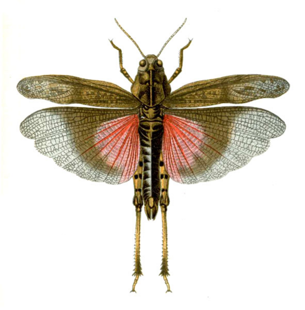Bryodemella tuberculata