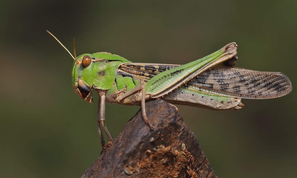 Саранча Перелетная locusta migratoria