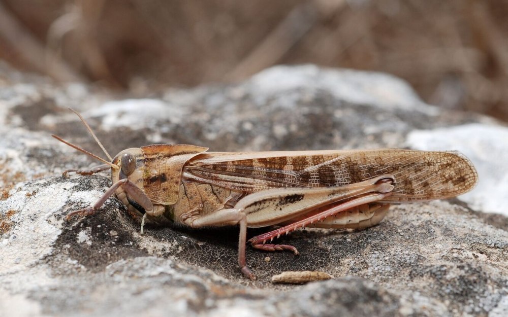 Саранча Перелетная locusta migratoria