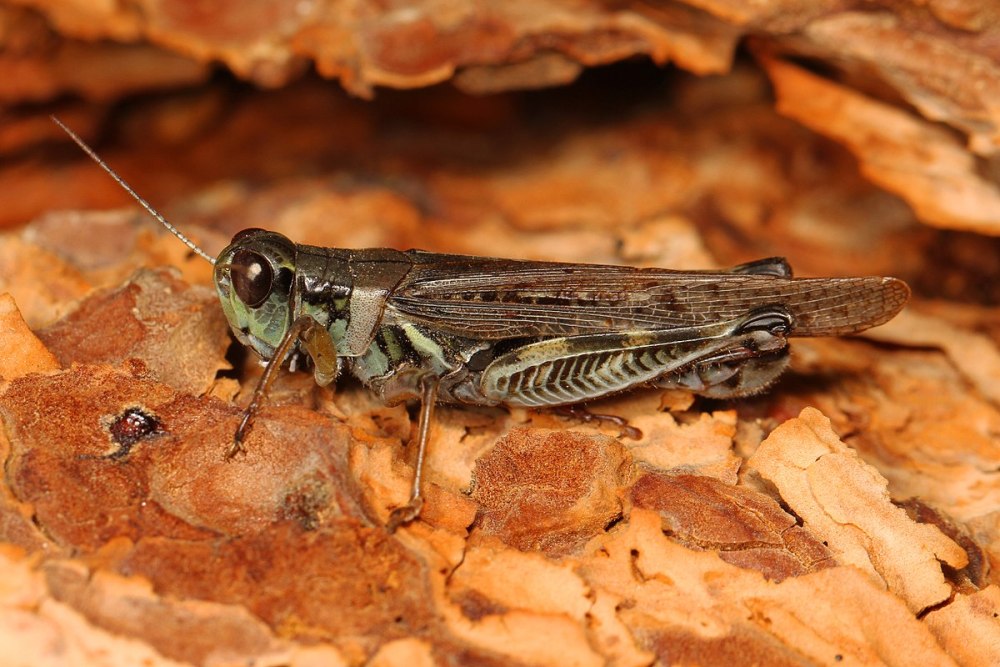 Melanoplus sanguinipes