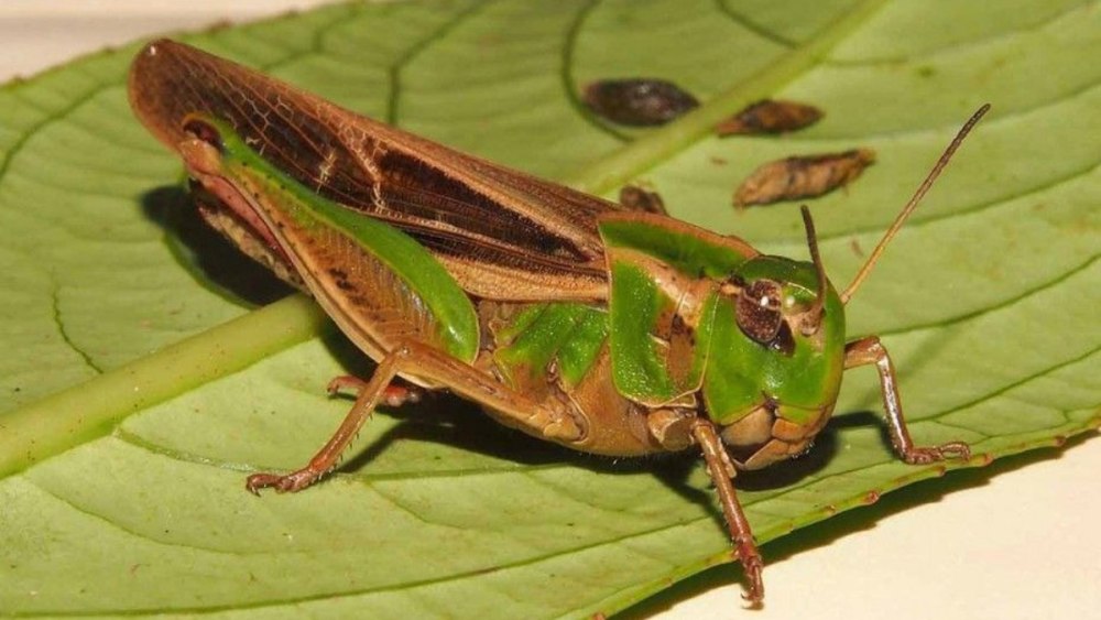 Саранча Перелетная locusta migratoria