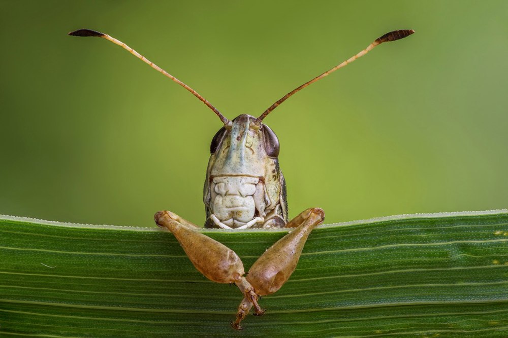 Кобылка Сибирская (Gomphocerus sibiricus l.)