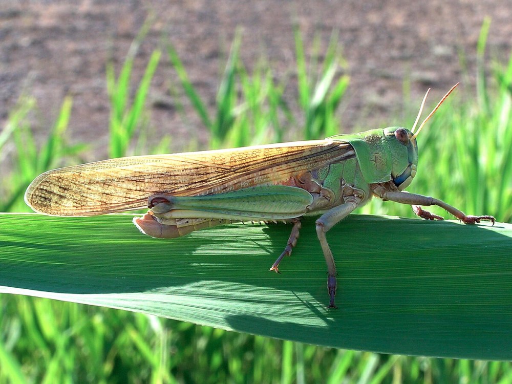Саранча Перелетная locusta migratoria