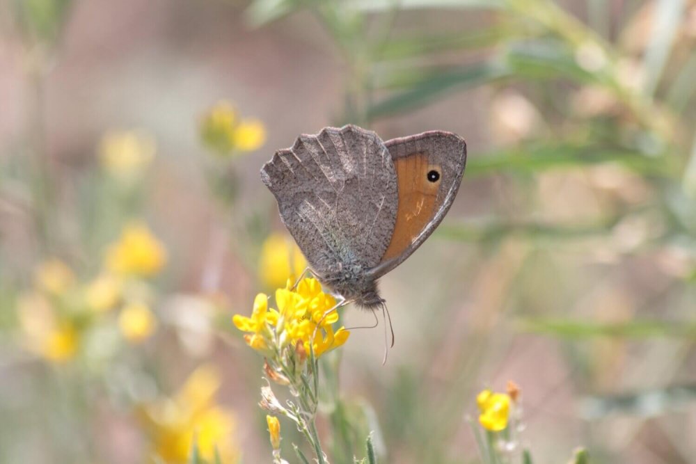Hyponephele cadusina